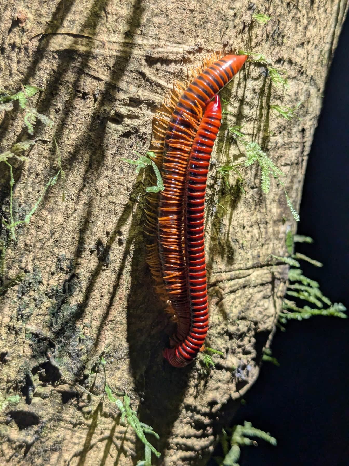 Il millepiedi rosso (Trachelomegalus modestior) un artropode, un invertebrato, una specie endemica del Borneo, in Malesia