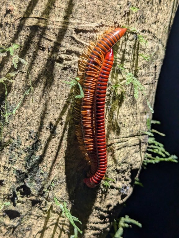 Красная многоножка (Trachelomegalus modestior) членистоногое, беспозвоночное, эндемичный вид на Борнео, Малайзия