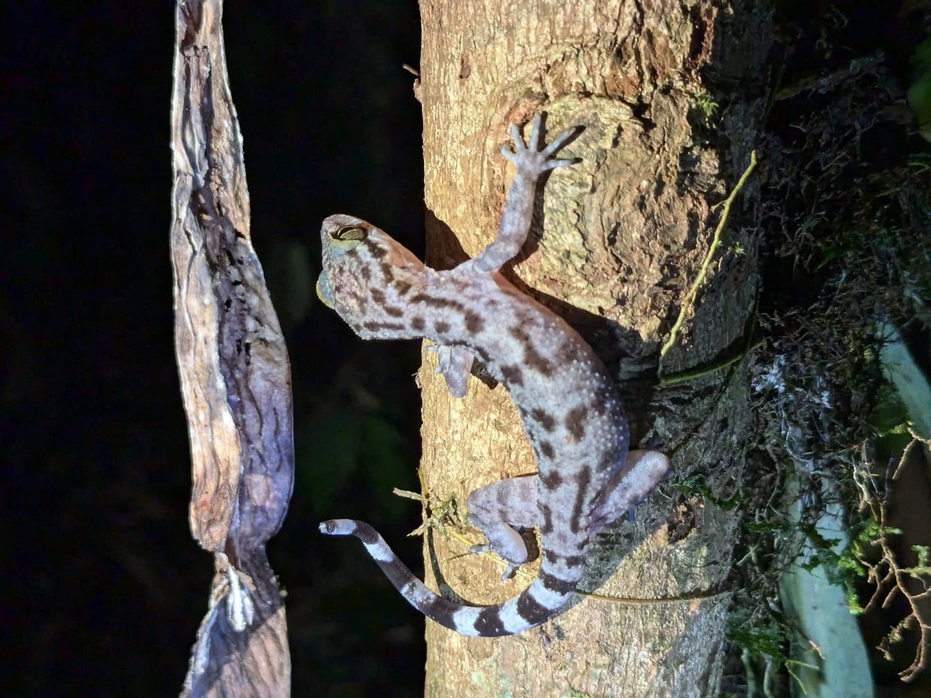 En hulegekko (Cyrtodactylus cavernicolus), endemisk art av en øgle på Borneo