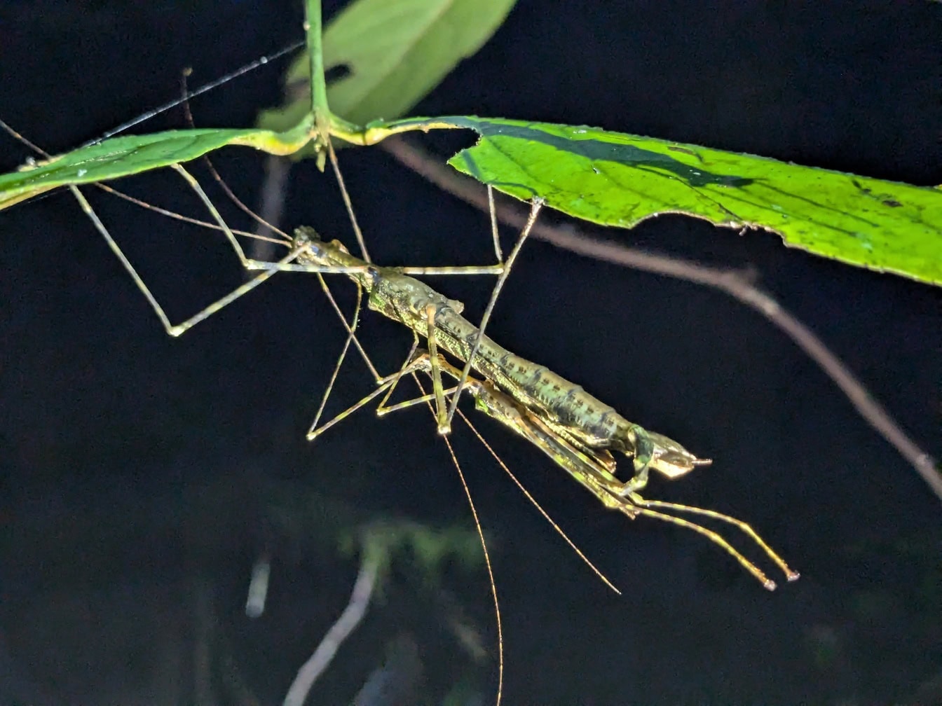 Maskovaný pakobylka, která vypadá jako větvička, brouk známý jako tyčinkový brouk (Phasmatodea)