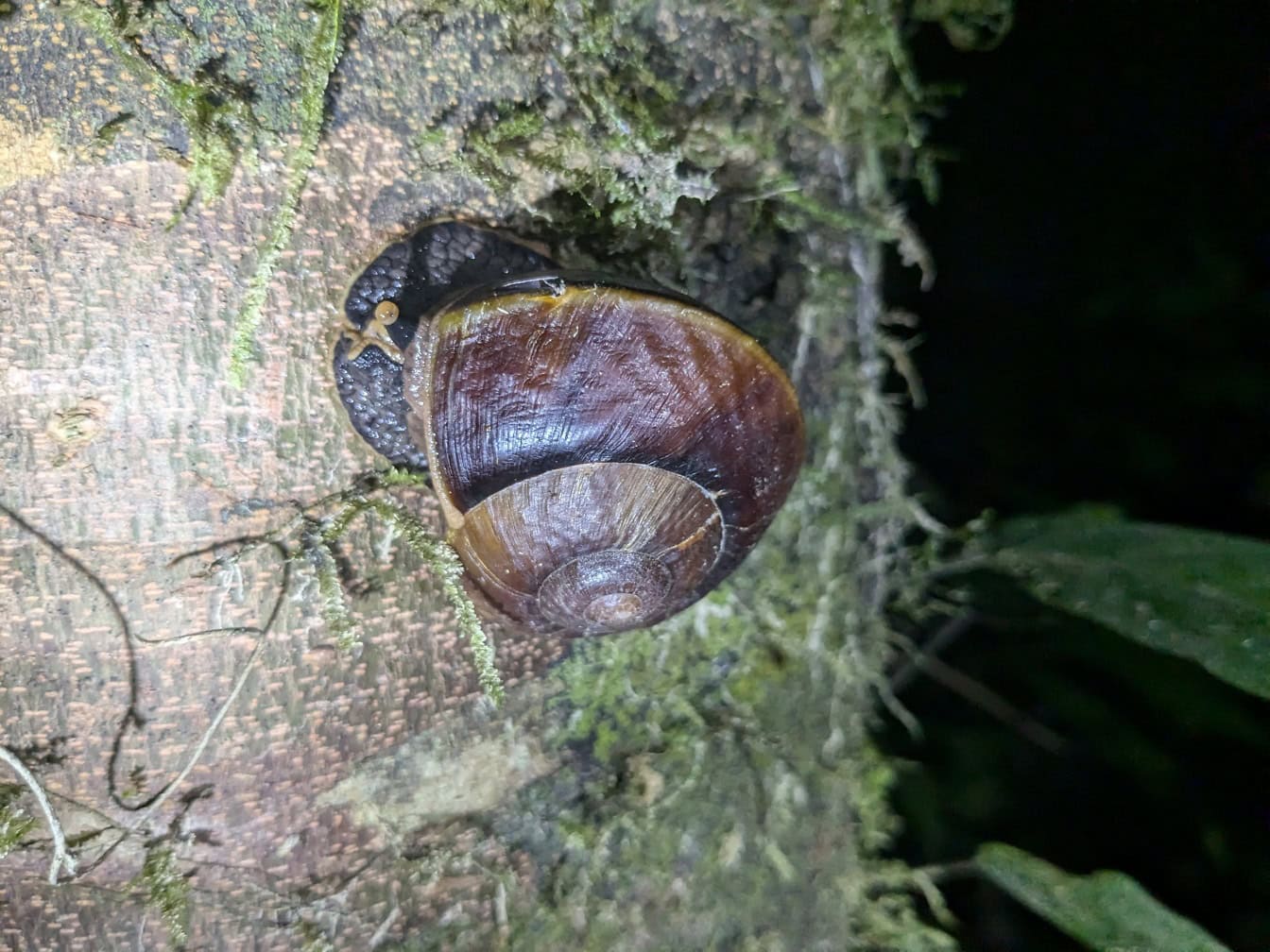 Endemický druh tmavohnedého slimáka, Borneo