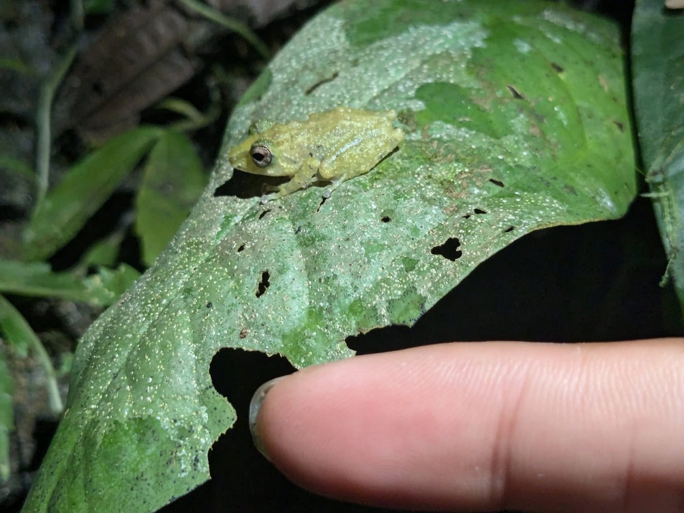 Mit dem Finger auf einen winzigen grünen Frosch auf einem Blatt zeigen