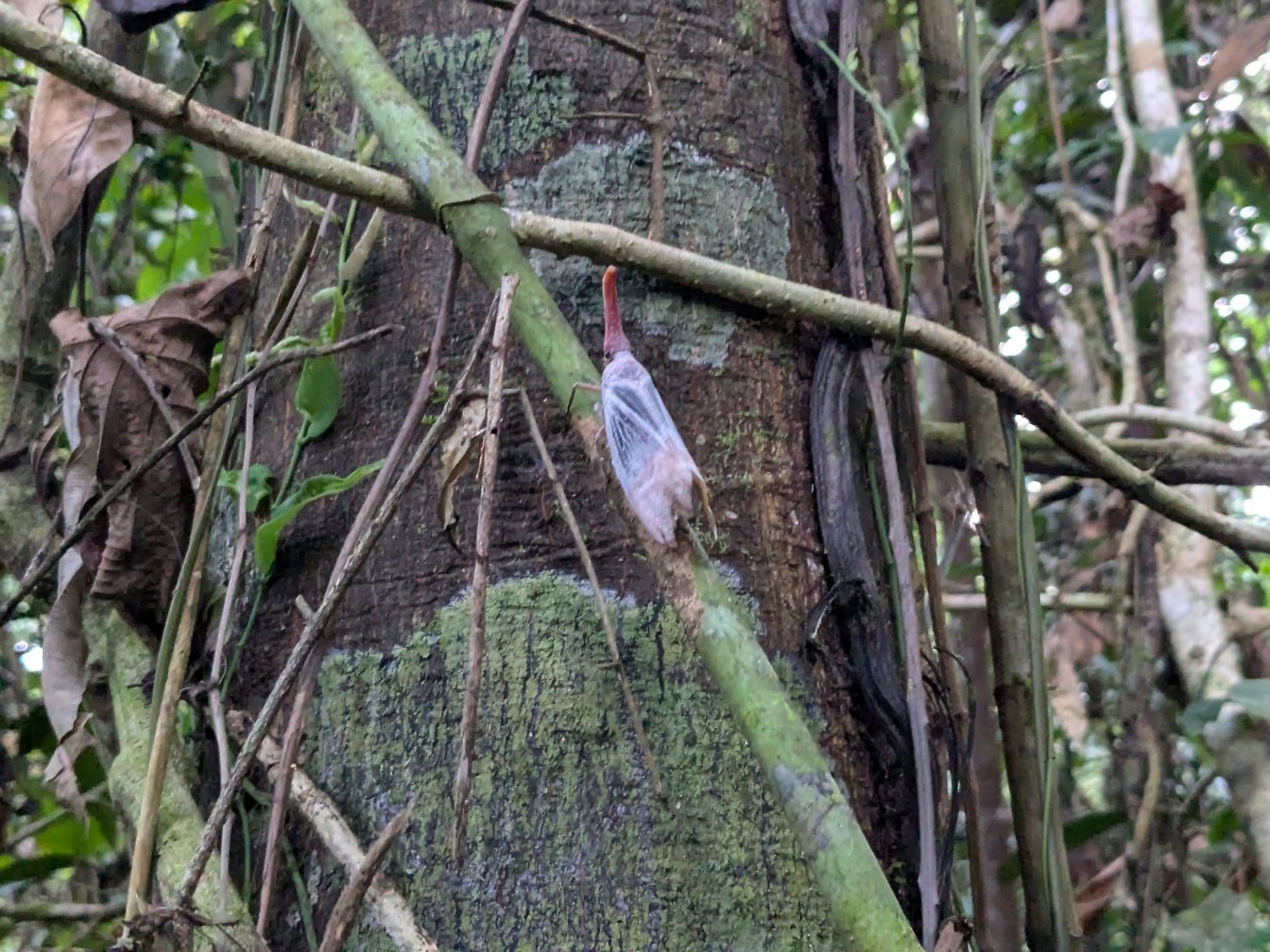 アカハタランチョウの昆虫 (Pyrops karenius)