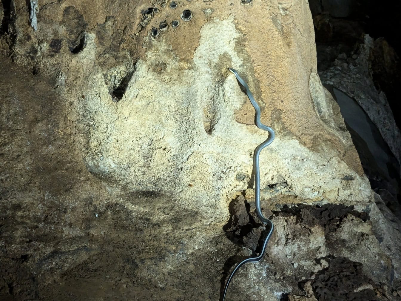 Una specie endemica del Borneo di serpente speleologo che si arrampica su una roccia (Elaphe taeniura)