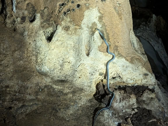 Eine endemische Spezies auf Borneo der Höhlenrennschlange, die an einem Felsen klettert (Elaphe taeniura)