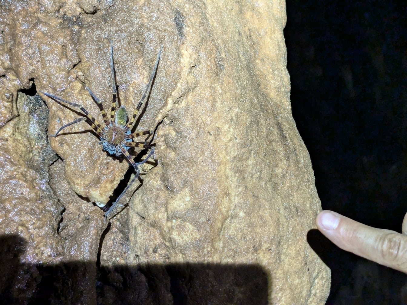 En endemisk art av en jegeredderkopp på en stein i hulen, Borneo (Sparassidae)