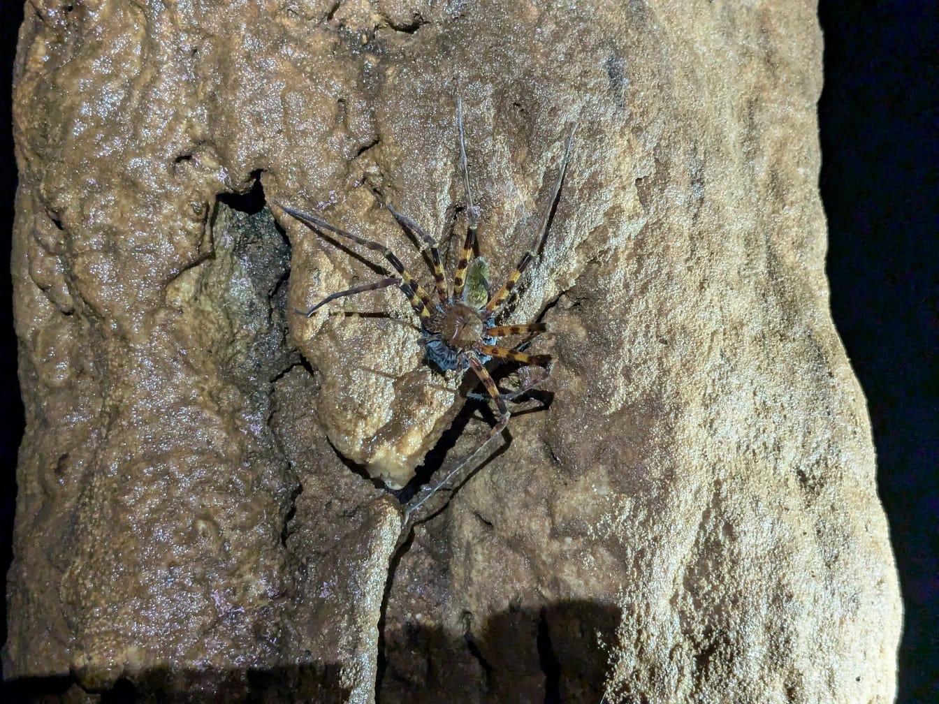 En jägarspindel i en grotta (Heteropoda sp.)