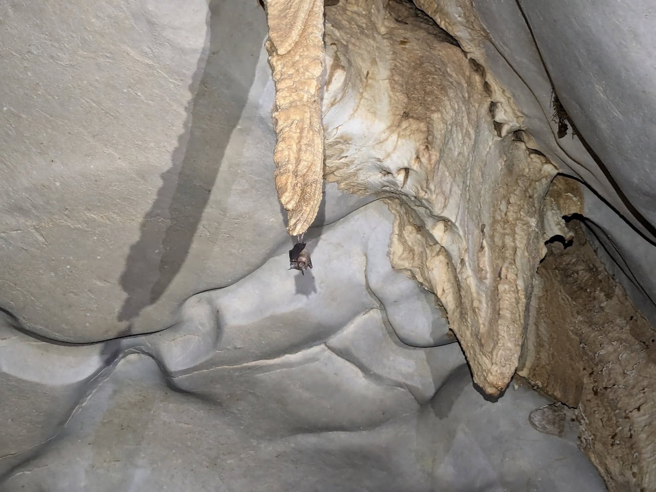 Murciélago colgando de una estalactita en el techo de una cueva