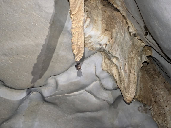 Bat hanging from a stalactite on a ceiling of a cave