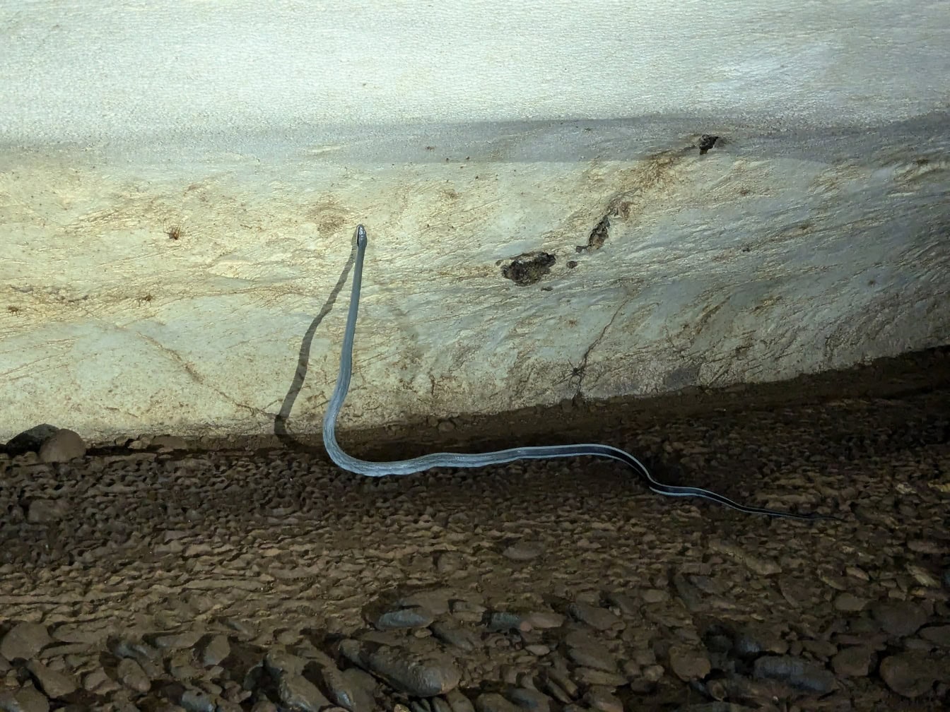 Una serpiente corredora de cuevas (Elaphe taeniura)