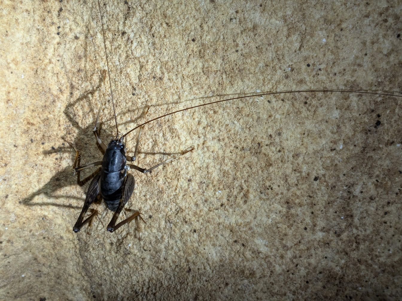 Un greier uriaș de peșteră (Rhaphidophora oophaga) în peștera Lagang din parcul național Mulu, Borneo, Malaezia