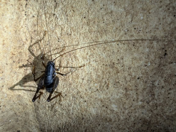 Eine riesige Höhlengrille (Rhaphidophora oophaga) in der Lagang-Höhle im Mulu-Nationalpark, Borneo, Malaysia