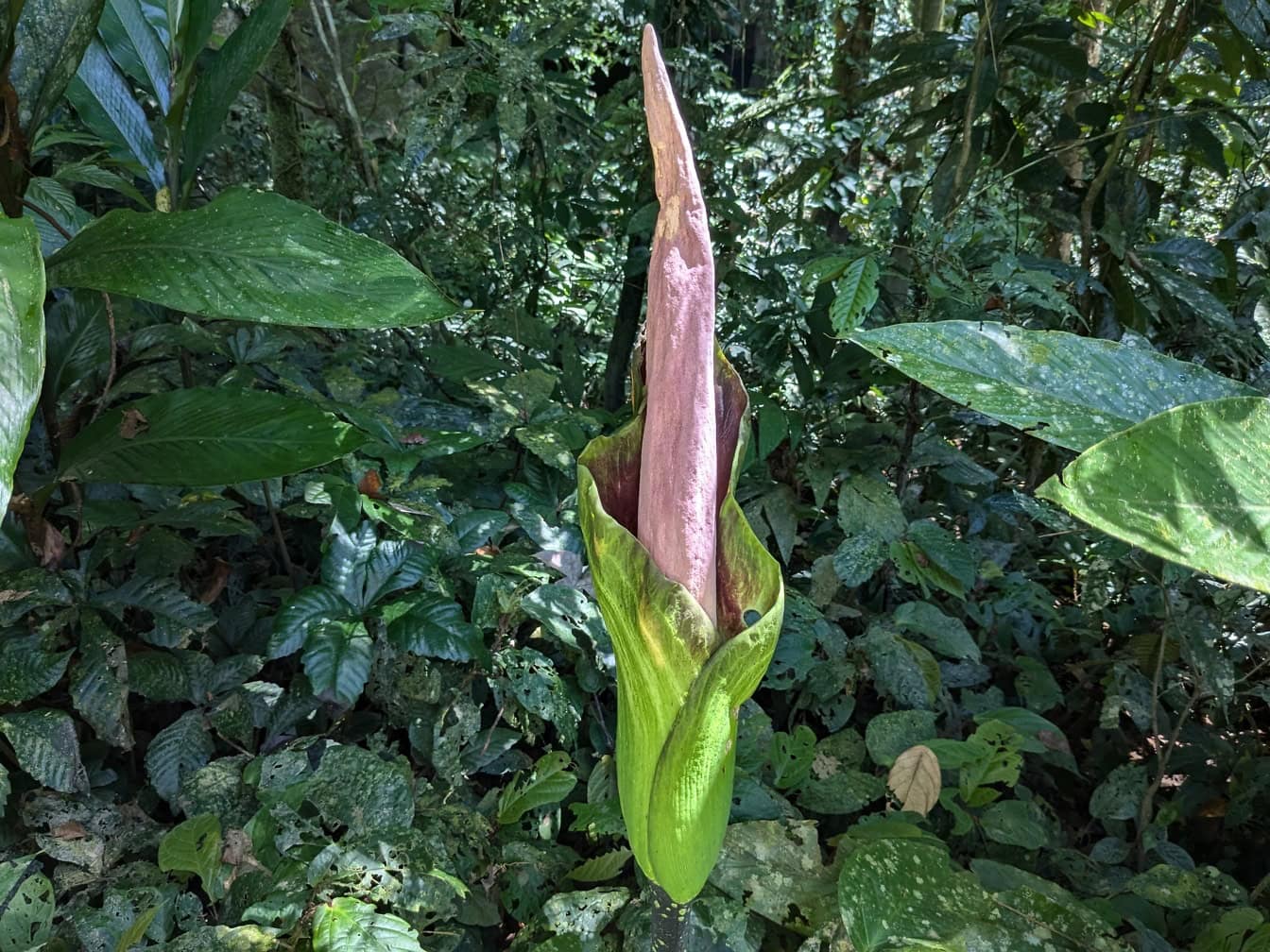 Flor de aroid (Amorphophallus borneensis), uma flor endêmica nativa da floresta tropical, Bornéu, Malásia