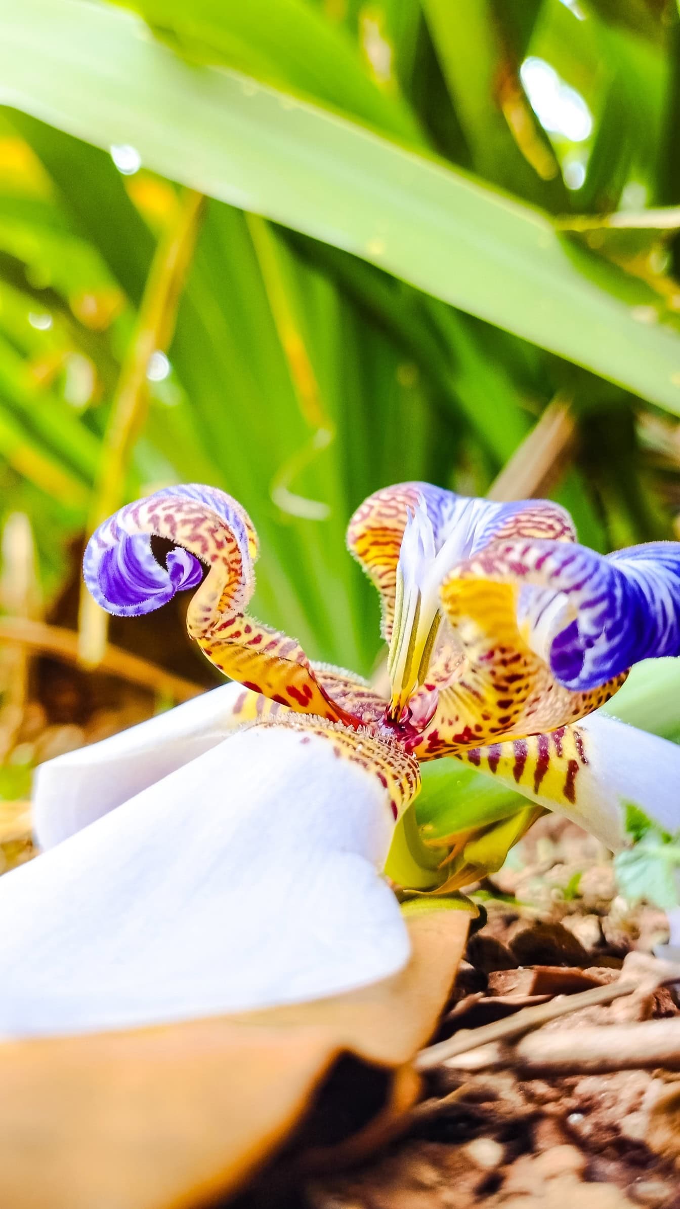 Gros plan de la fleur connue sous le nom d’iris marchant (Neomarica gracilis)