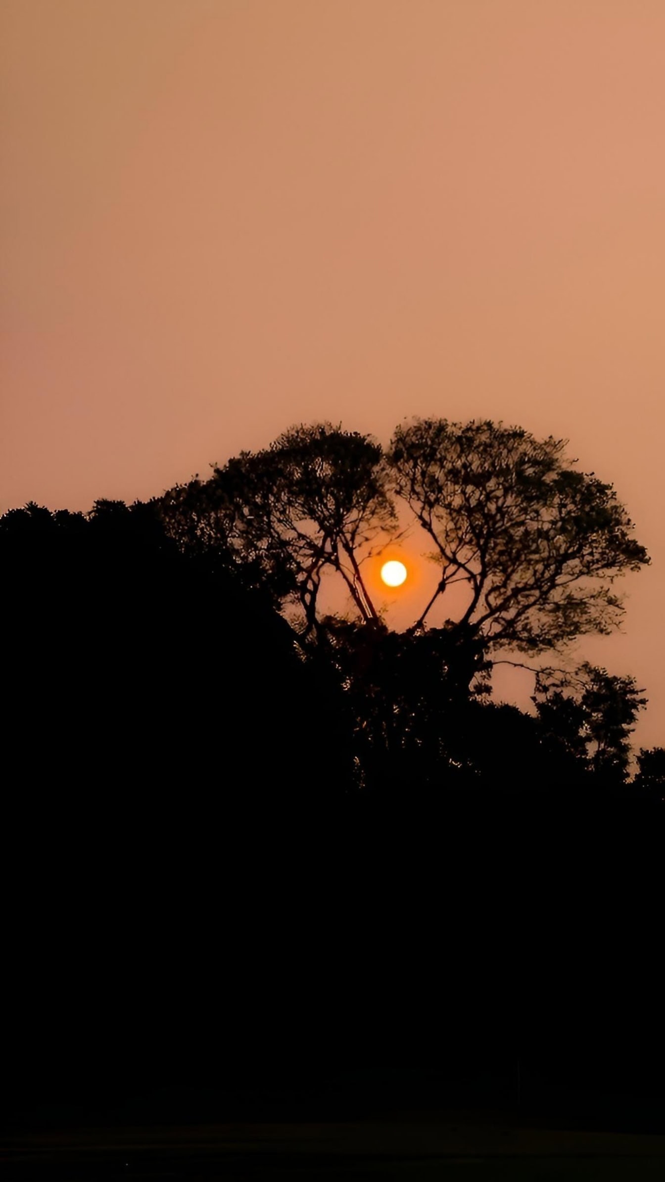 Silhuetter af træer med solnedgang bag et træ