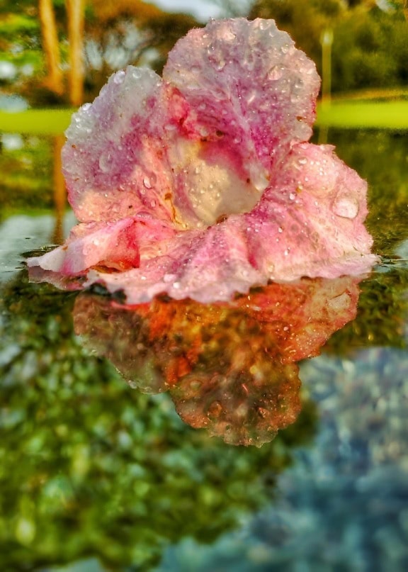 Reflection of pink Rhododendron flower in water with water drops on it’s wet pinkish petals