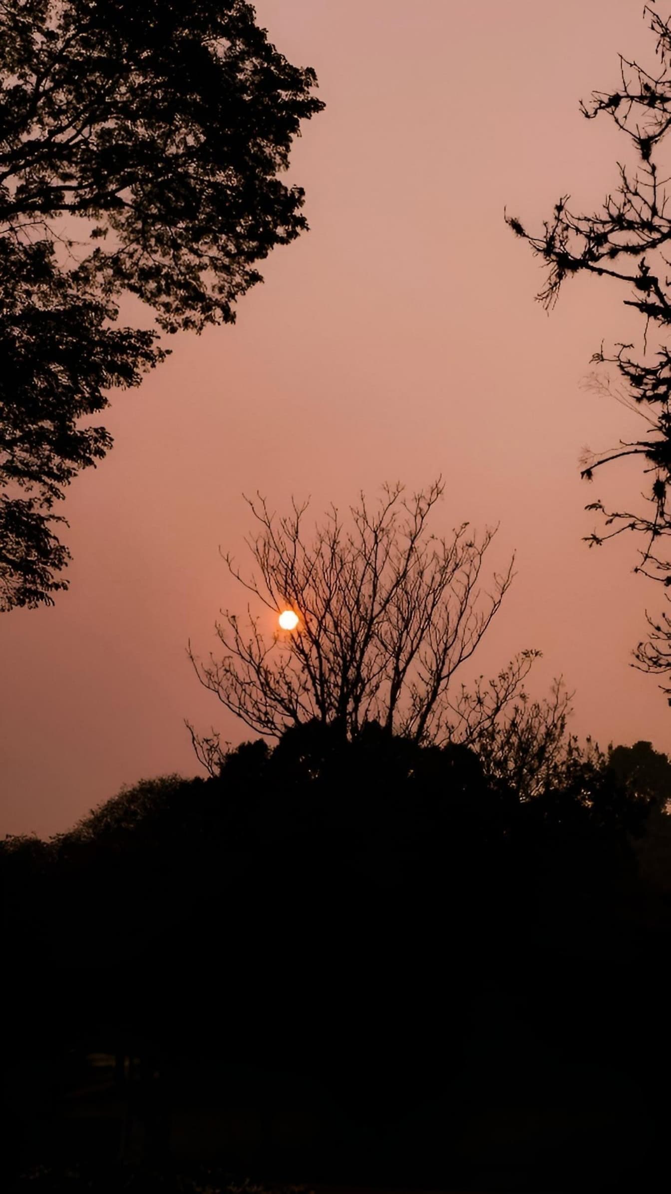 Alba con sole splendente nel cielo tra le sagome degli alberi