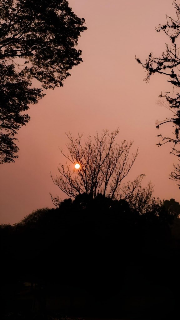 Sunrise with glowing sun on sky between silhouettes of trees