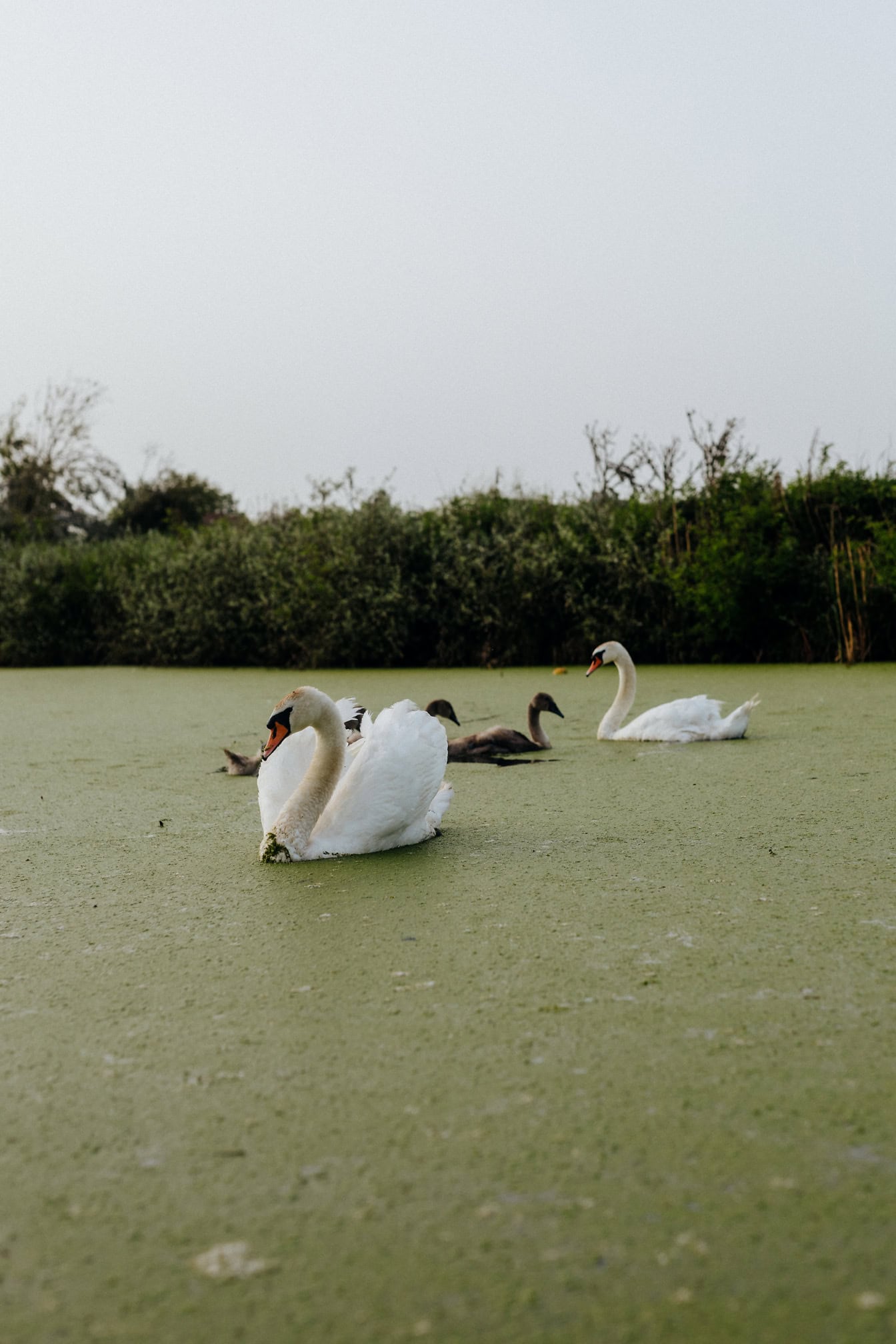 Kawanan angsa putih atau bisu (Cygnus olor) berenang di danau dengan keturunannya dengan bulu abu-abu