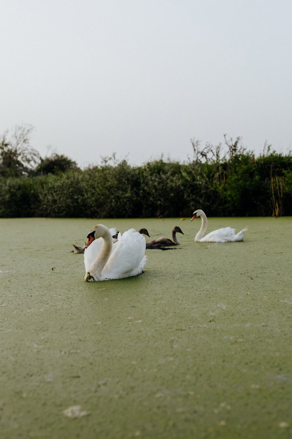 Bandada de cisnes blancos o mudos (Cygnus olor) nada en un lago con sus crías de plumaje gris