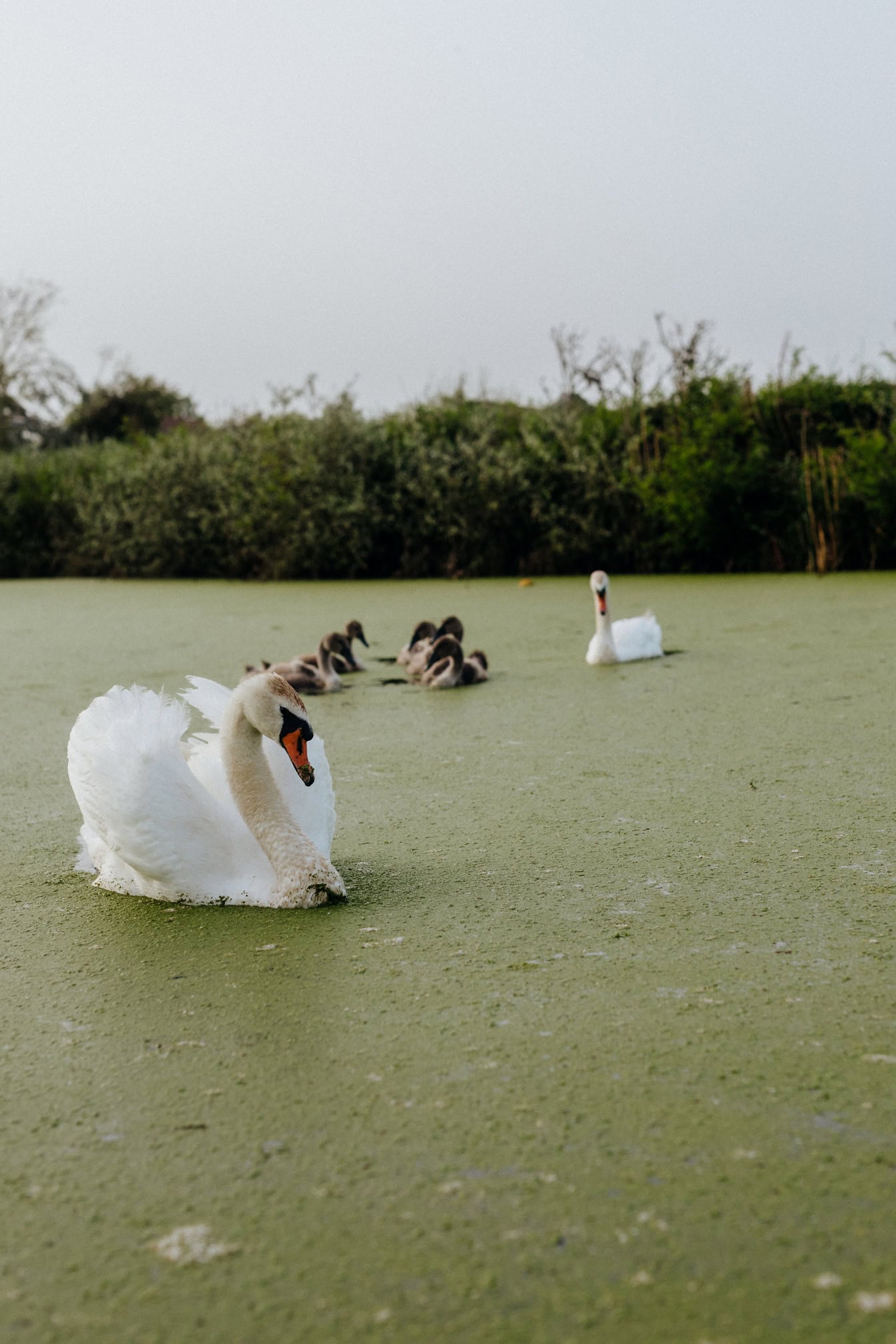 Witte of knobbelzwaan met zijn nakomelingen zwemt in een kanaal dat begroeid is met een waterplanten (Cygnus olor)