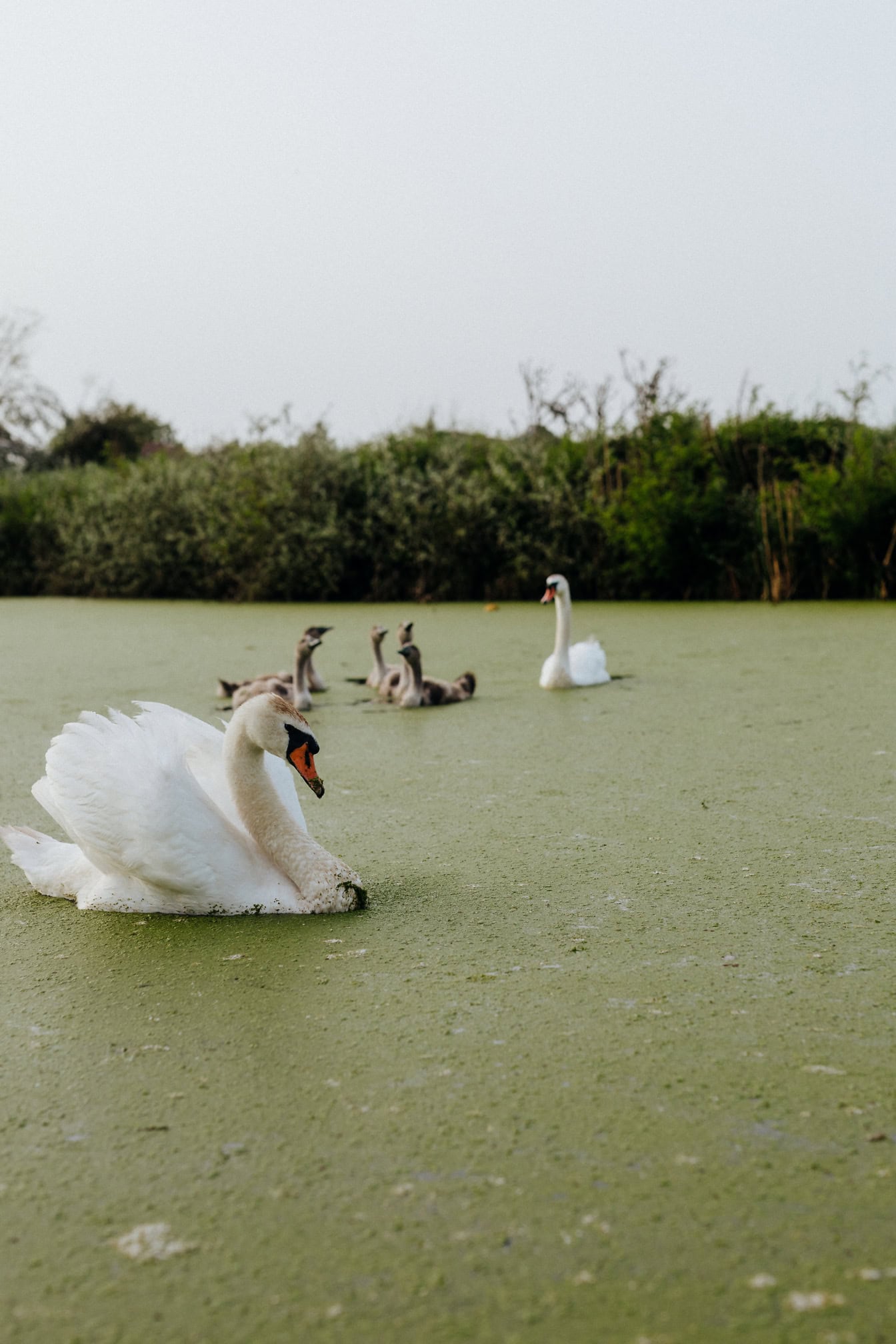 Um cisne branco macho orgulhoso nadando em uma lagoa com sua prole e uma fêmea