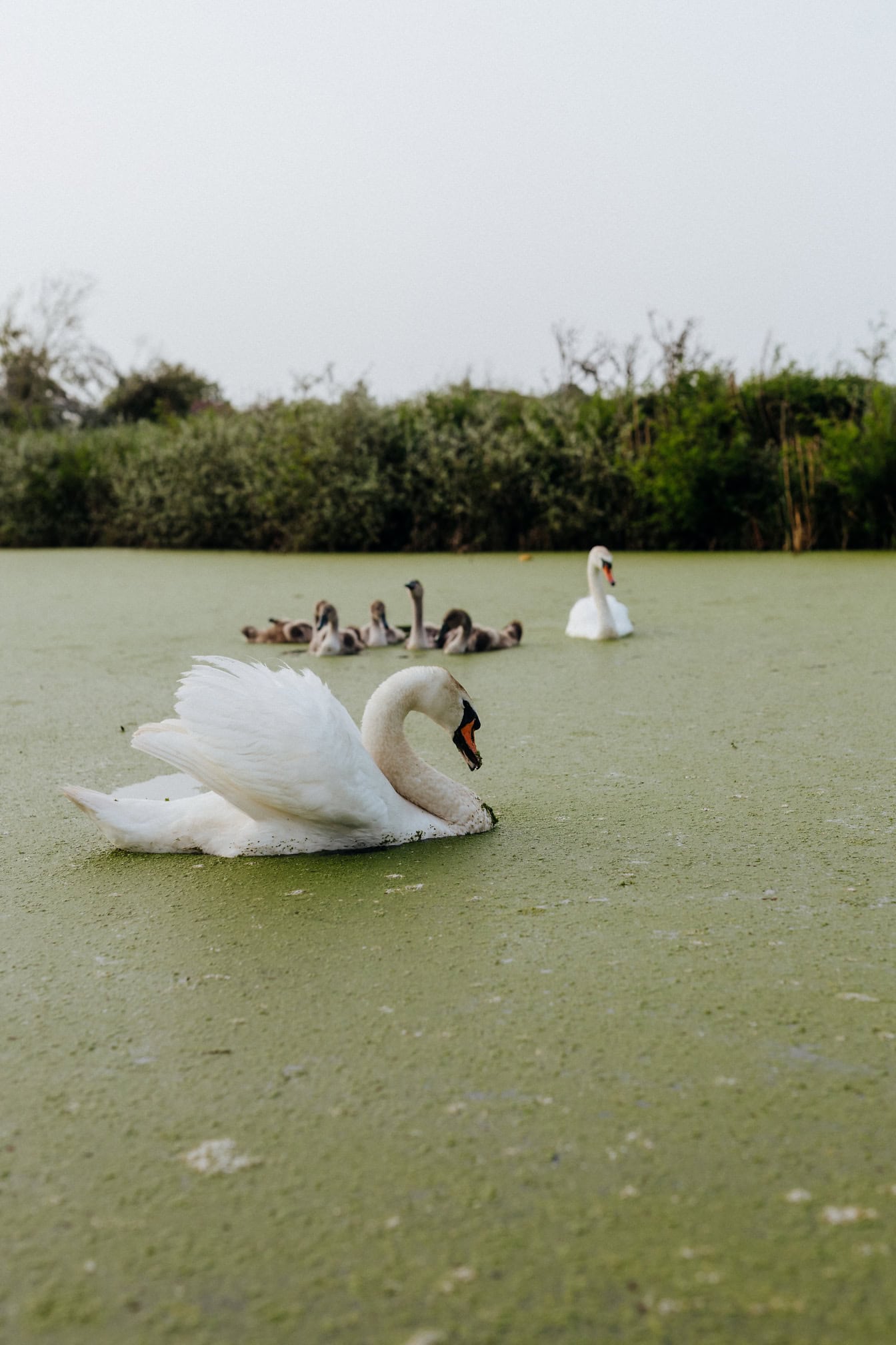 Schwarm weißer Schwäne, die in einem Sumpf schwimmen, mit einem stolzen männlichen Schwan im Vordergrund und einem Nachwuchs und einem weiblichen Schwan im Hintergrund