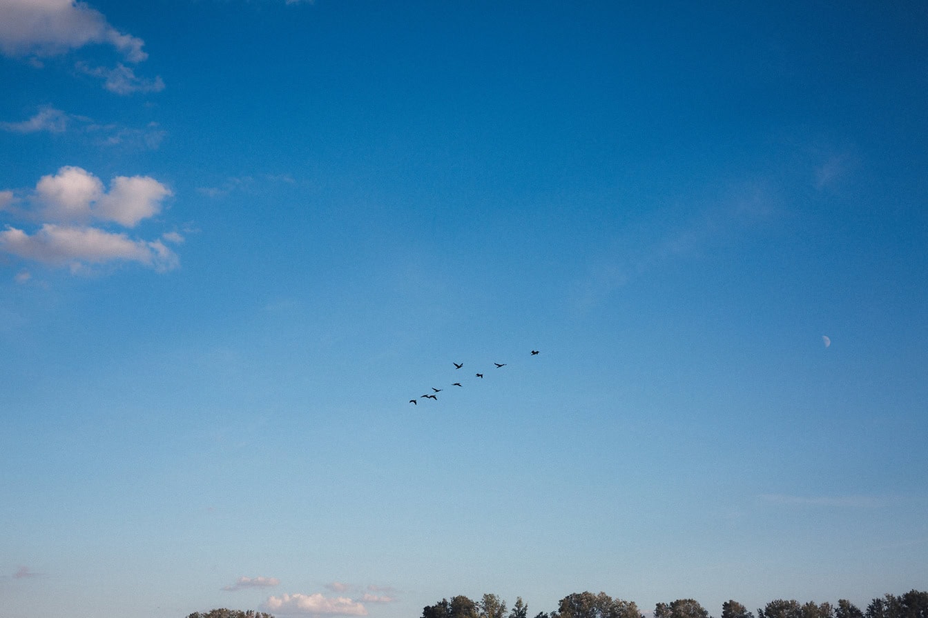 Volée d’oiseaux au loin volant dans le ciel bleu