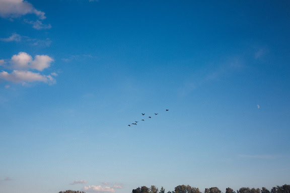 Vogelschwarm in der Ferne, der am blauen Himmel fliegt