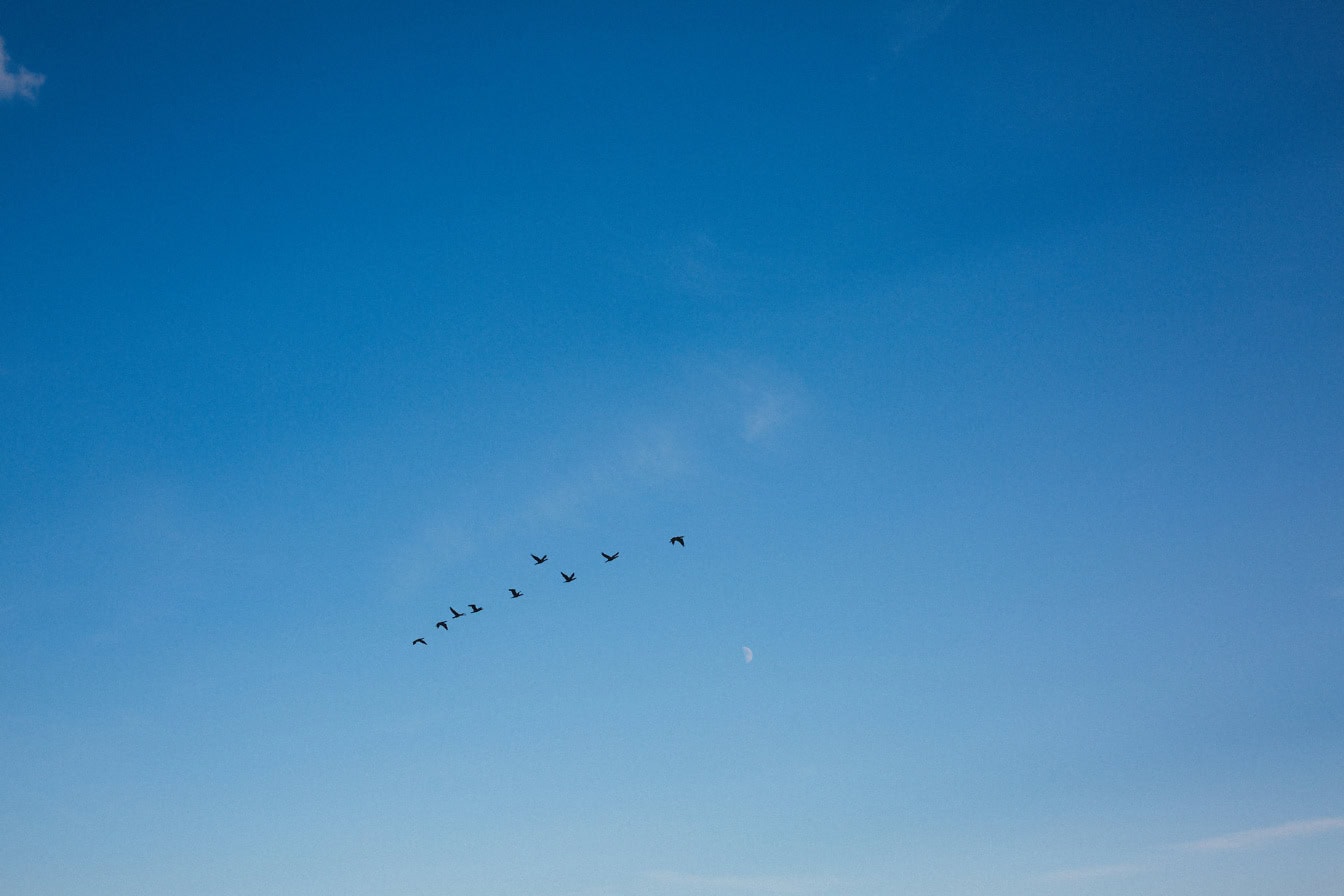 Flok fugle, der flyver på den klare blå himmel