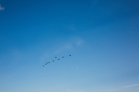 Volée d’oiseaux volant dans le ciel bleu clair