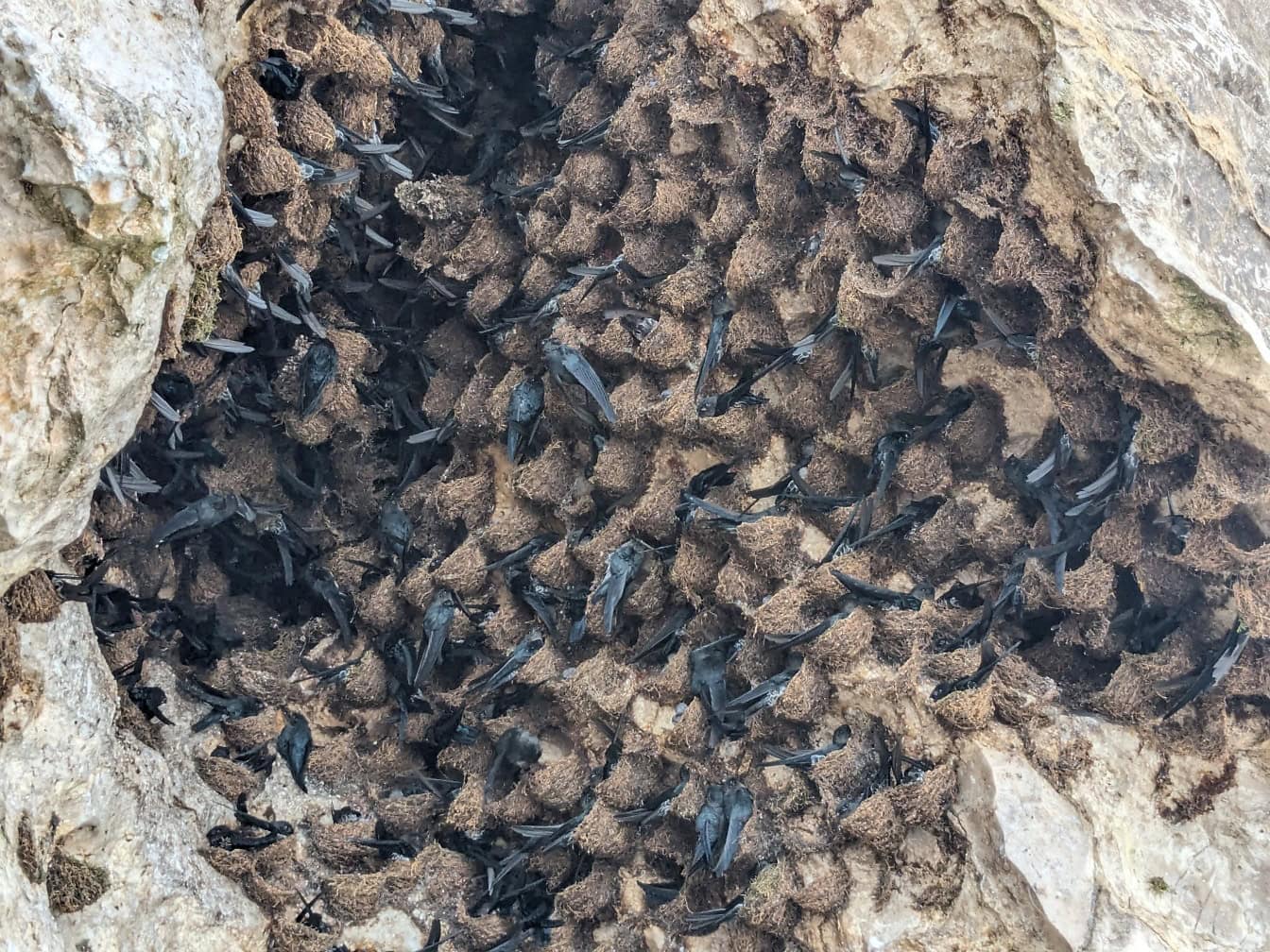 Zwarte vogels op nest in een grot