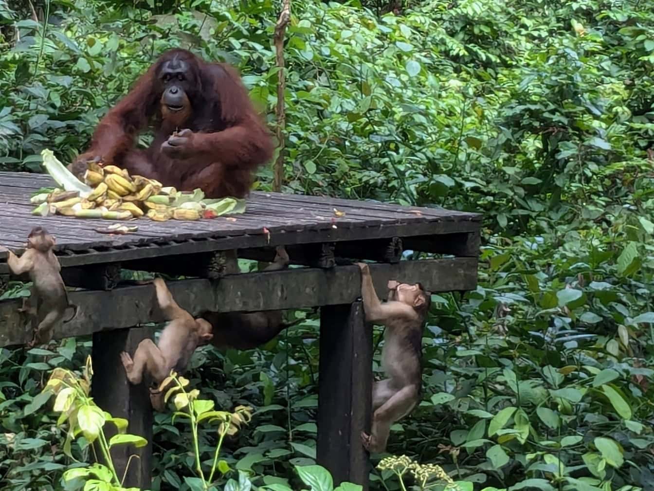 Sumatra-Orang-Utan (Pongo abelii), ein Affe, der auf einer Holzplattform sitzt und frisst, während Affenbabys hochklettern