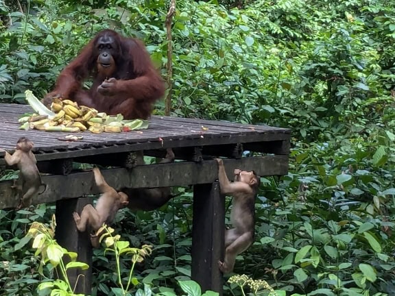 Orangutan sumatrzański (Pongo abelii), małpa, która siedzi na drewnianej platformie i je, podczas gdy małe małpki wspinają się na górę