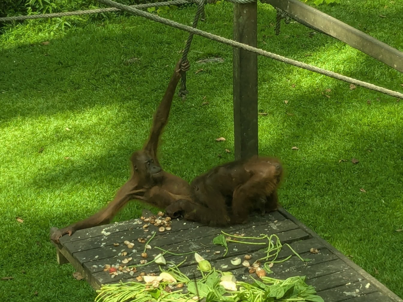 Macacos em uma plataforma de madeira em um santuário de vida selvagem