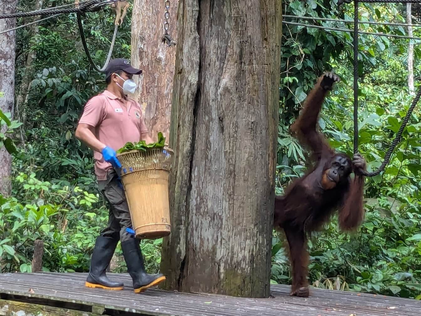 Lavoratore in maschera e guanti con una scimmia, l’orango di Sumatra (Pongo abelii) in un rifugio per la fauna selvatica nel Borneo