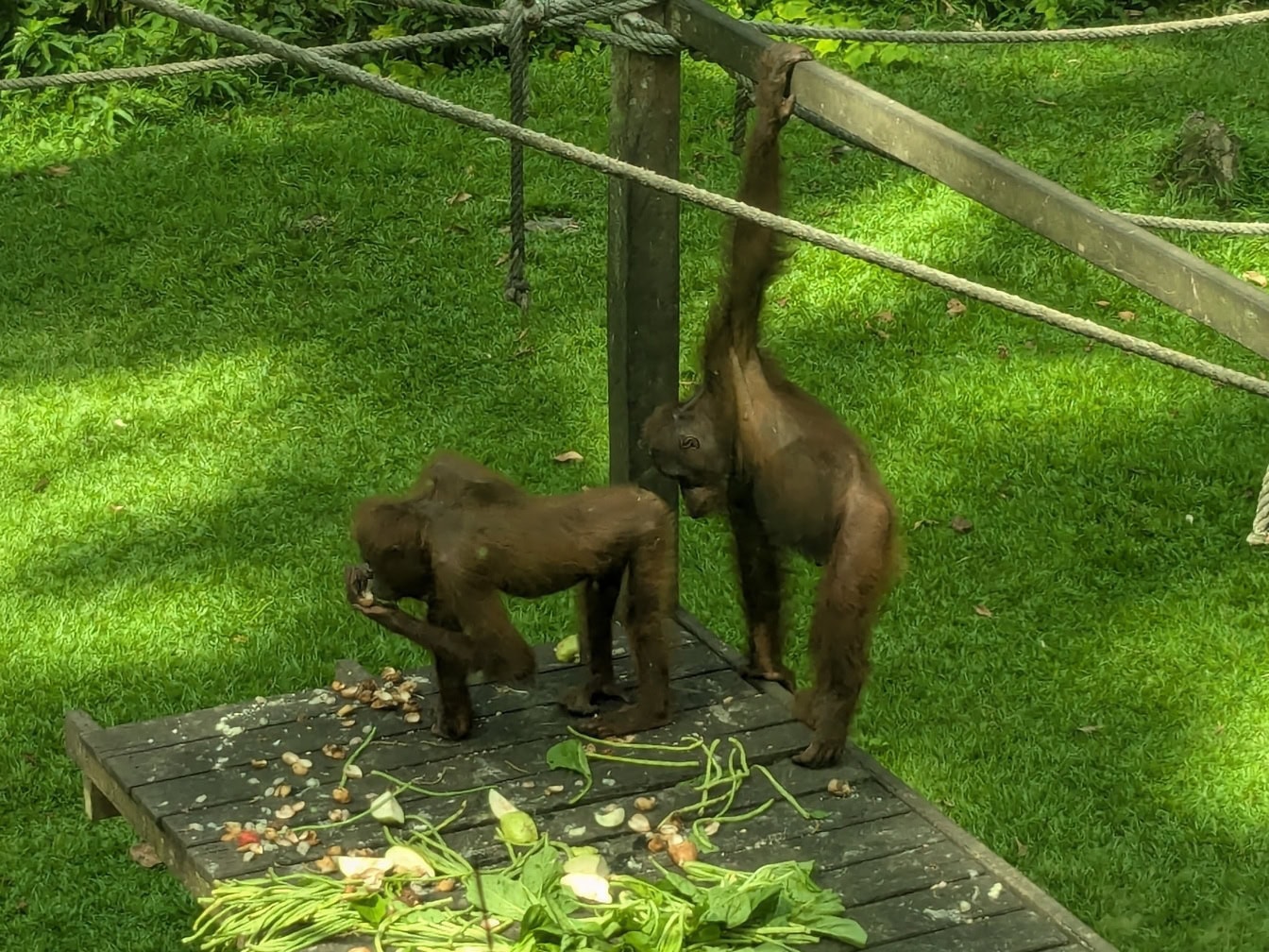 Dve opice orangutanov stojace na drevenej plošine