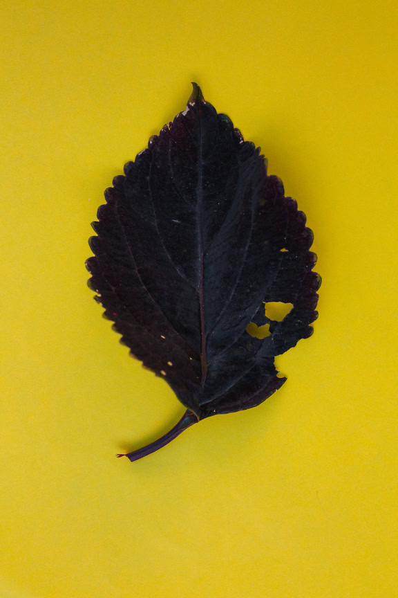 Nærbilde av et svart blad med hull i, en tekstur av blad på gul bakgrunn