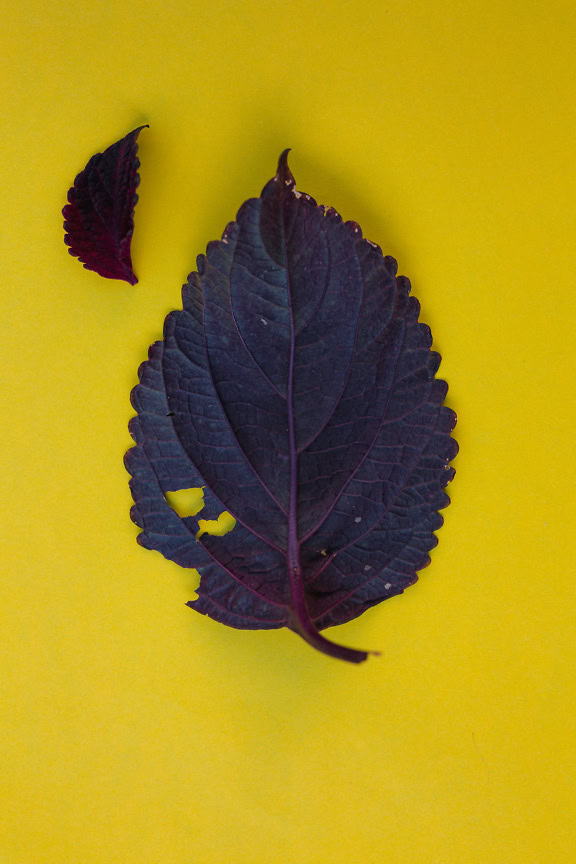 Foglia nero-viola scuro su sfondo giallo