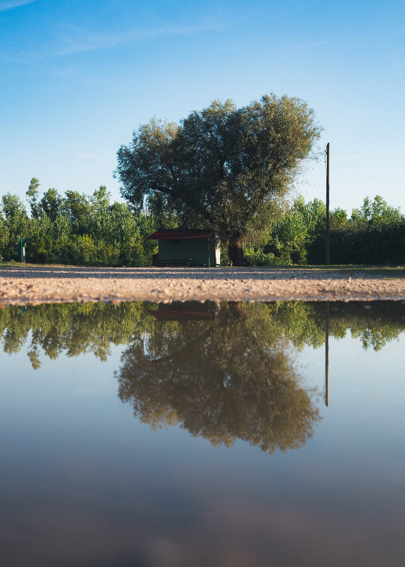 Отражение дерева на берегу в воде