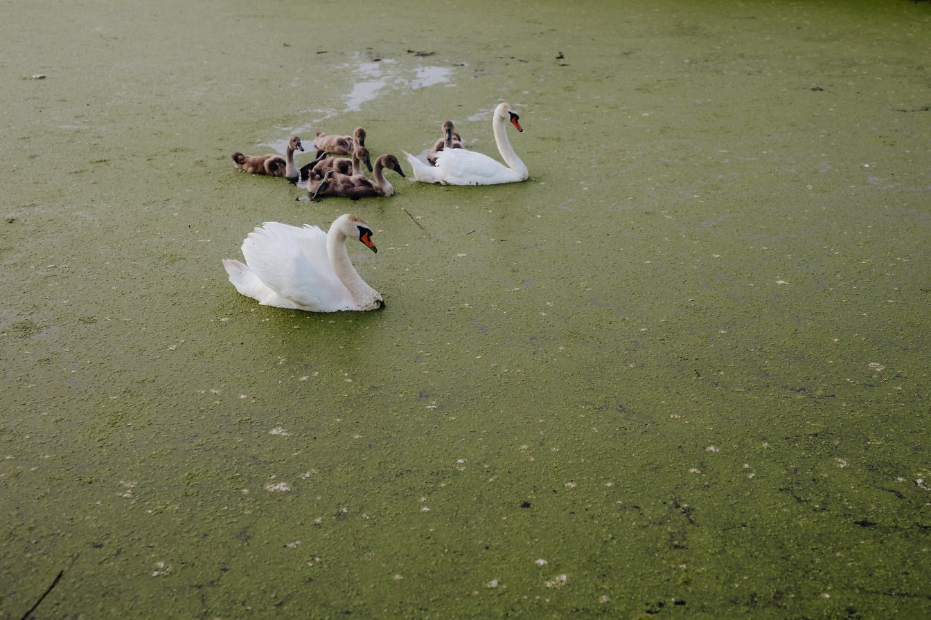 A flock of white or mute swans swims, an adult male and female with white plumage and offspring with gray-brown plumage