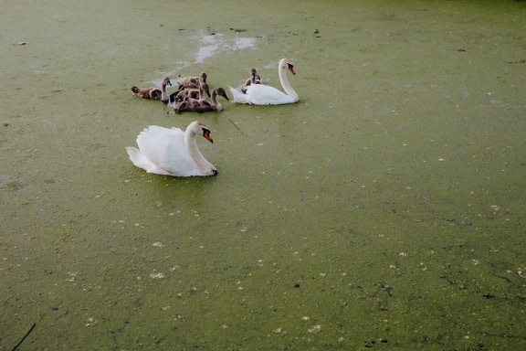 白いまたはミュートの白鳥の群れが泳ぎ、白い羽毛の成体のオスとメス、灰褐色の羽毛の子孫がいます