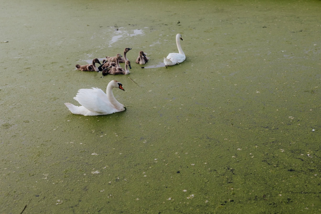 Familie von weißen oder Höckerschwänen, die mit ihrem Nachwuchs in einem Teich im Naturschutzgebiet schwimmen, (Cygnus olor)