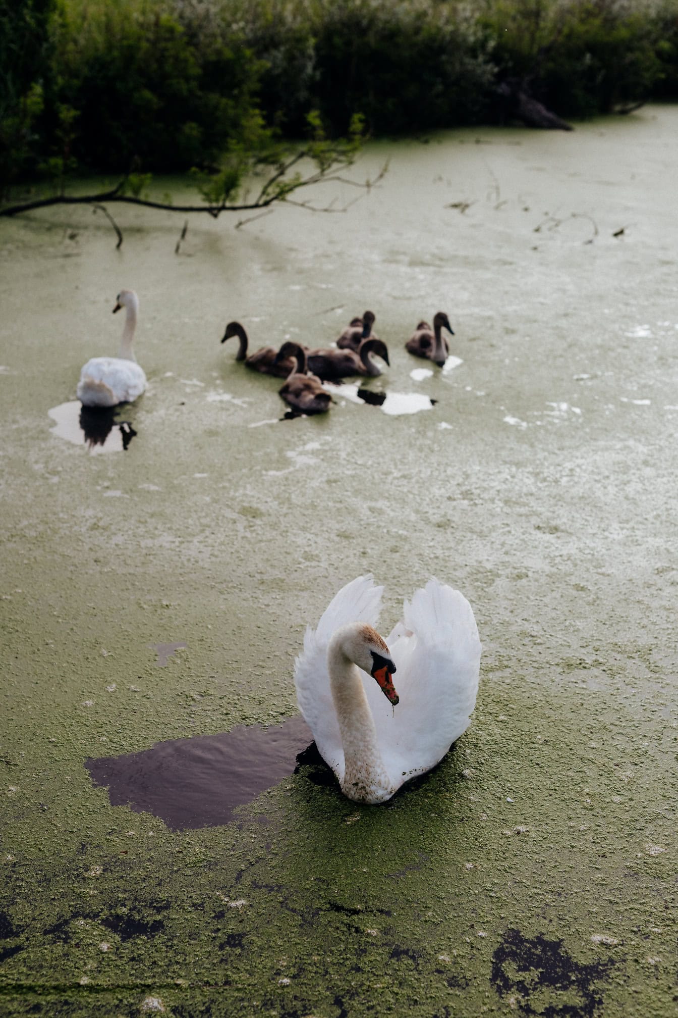 Macho de cisne branco ou mudo orgulhosamente mostrando suas asas com sua fêmea e prole ao fundo