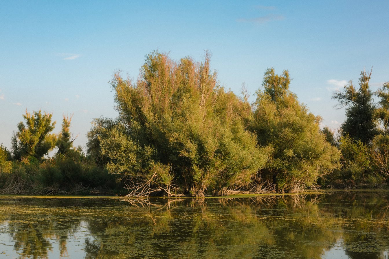 Um (Salix) de salgueiro no lago perto da costa com plantas aquáticas