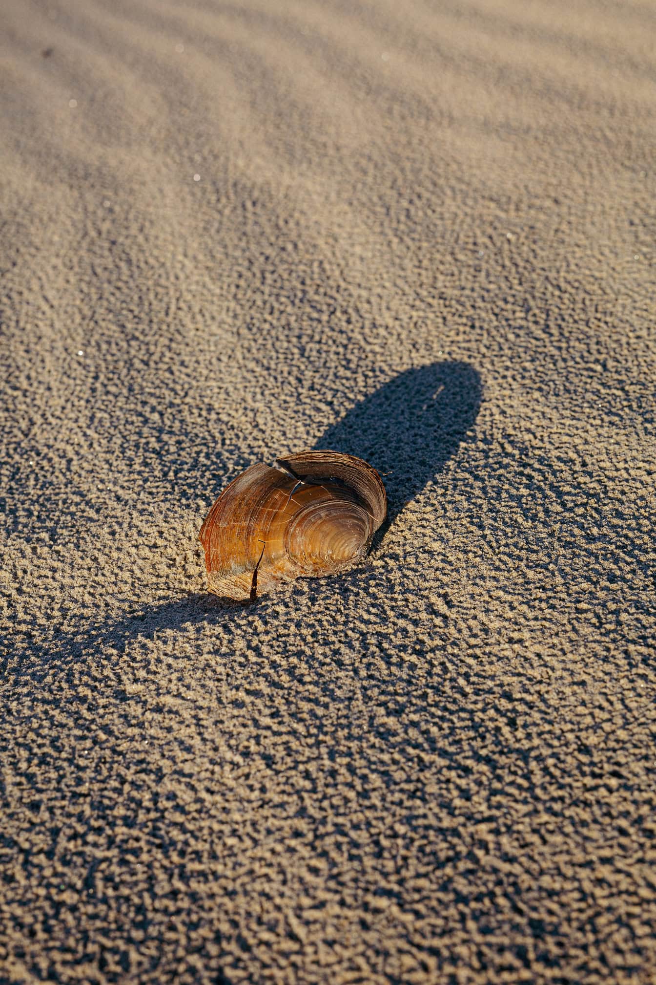 Guscio rotto di una vongola d’acqua dolce o cozza cigno, un mollusco bivalve acquatico in sabbia bagnata (Sinanodonta woodiana)