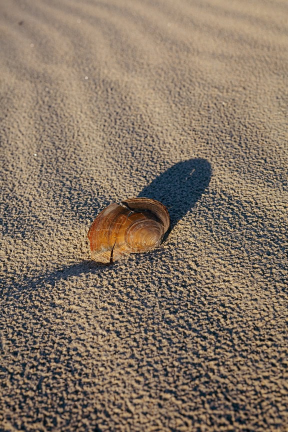 Brutet skal av en sötvattensmussla eller svanmussla, ett vattenlevande musslor i våt sand (Sinanodonta woodiana)