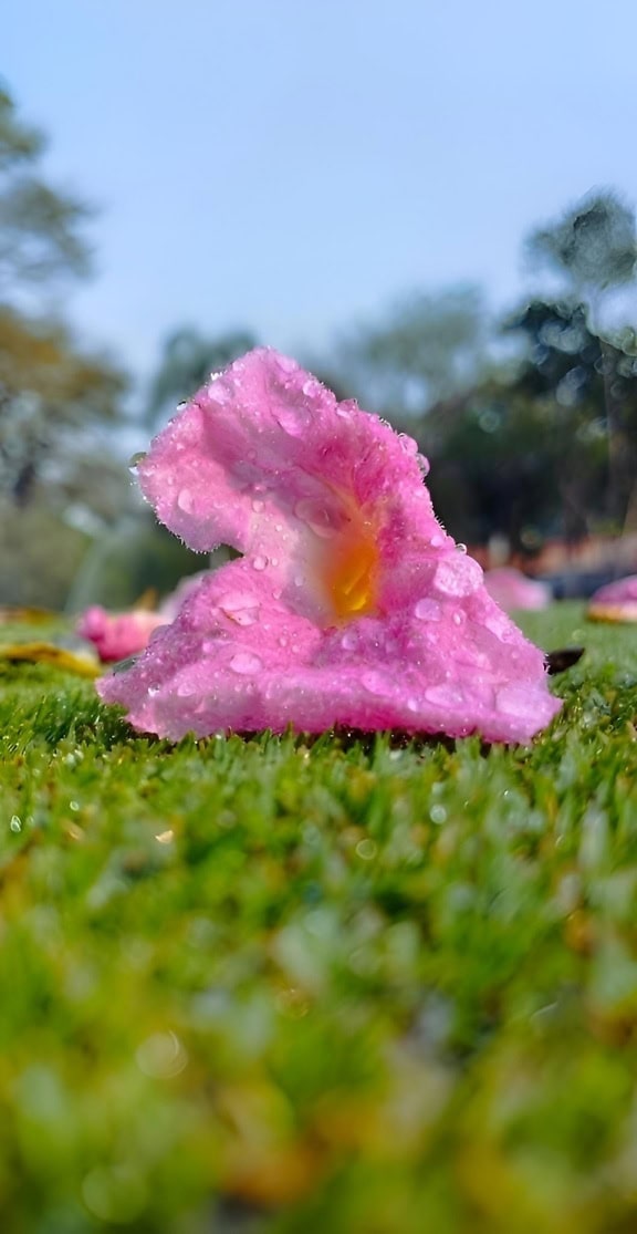 Pink flower with dewdrops on petals on wet grass