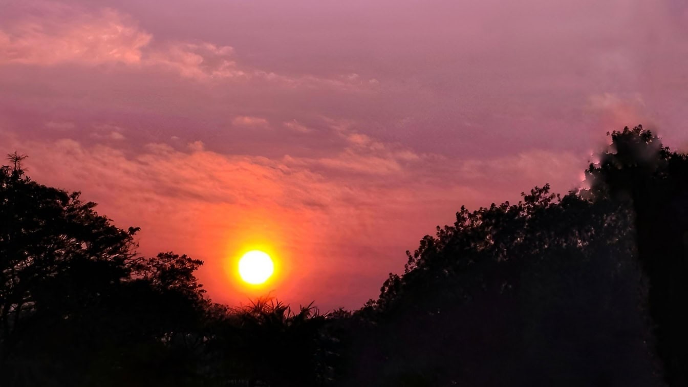 Slunce na růžové obloze, východ slunce nad temnou siluetou stromů za úsvitu