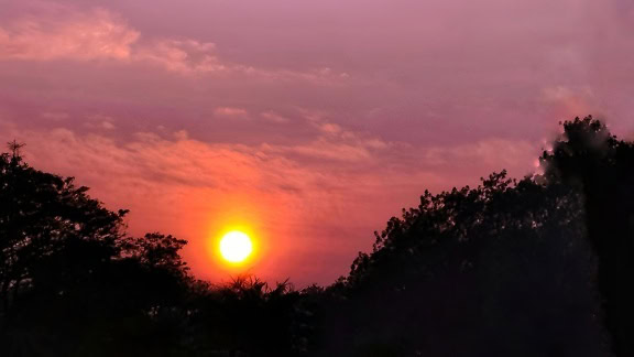 Die Sonne am rosafarbenen Himmel, der Sonnenaufgang über der dunklen Silhouette der Bäume im Morgengrauen